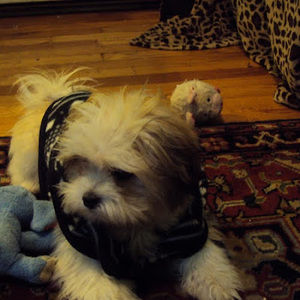 Meet your Posher, Jennifer